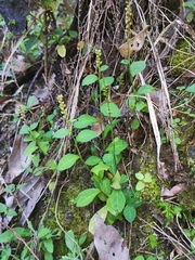 Veronicastrum loshanense