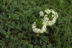Sibbaldia parviflora