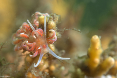 Phyllodesmium poindimiei