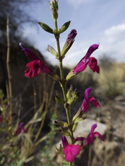 Salvia macellaria