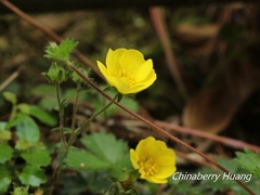 Potentilla matsumurae