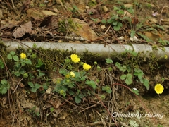 Potentilla matsumurae