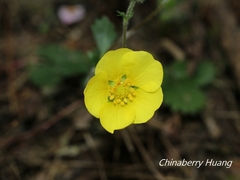 Potentilla matsumurae