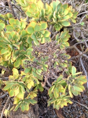 Aeonium lancerottense image