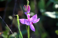 Calopogon tuberosus tuberosus