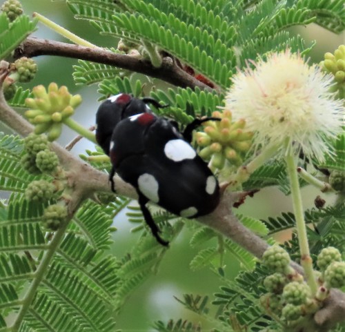 Amazula suavis