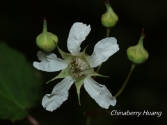 Rubus trianthus