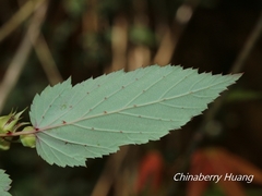 Rubus trianthus