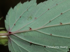 Rubus trianthus