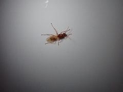 Camponotus hannani