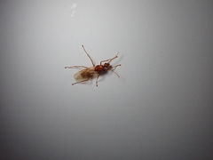 Camponotus hannani