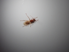 Camponotus hannani