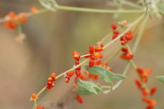 Chenopodium nutans nutans