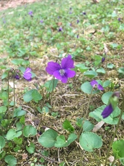 Viola sagittata