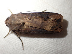 Agrotis ipsilon