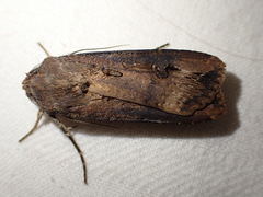Agrotis ipsilon
