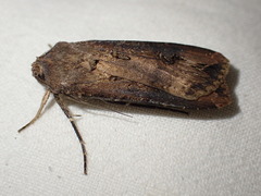 Agrotis ipsilon