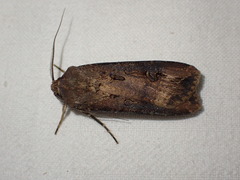 Agrotis ipsilon