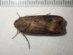 Agrotis ipsilon