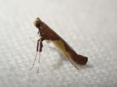Caloptilia