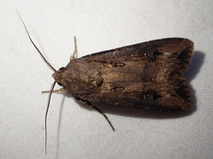 Agrotis ipsilon