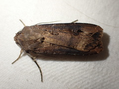 Agrotis ipsilon