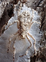 Stephanopis altifrons