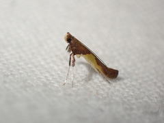 Caloptilia