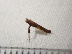 Caloptilia
