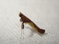 Caloptilia