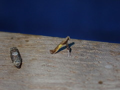 Caloptilia