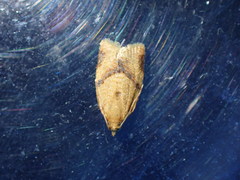 Clepsis consimilana