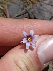 Sisyrinchium rosulatum