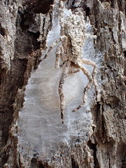 Stephanopis altifrons