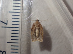 Clepsis consimilana