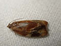 Ditula angustiorana