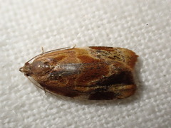 Ditula angustiorana