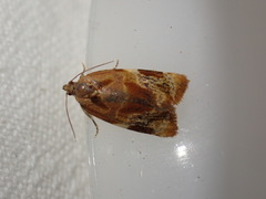 Ditula angustiorana