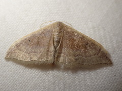 Idaea