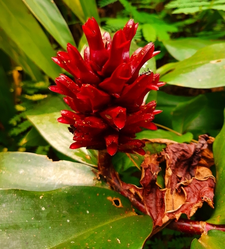 Hellenia speciosa