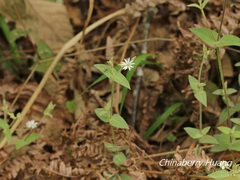Stellaria vestita