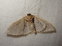 Idaea