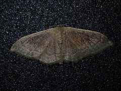Idaea