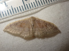 Idaea