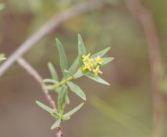 Pimelea microcephala microcephala
