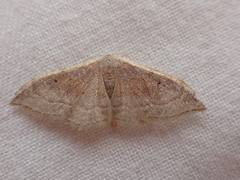 Idaea