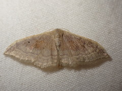 Idaea