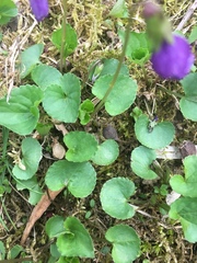 Viola sagittata