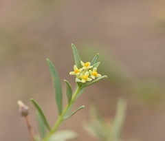 Pimelea microcephala microcephala