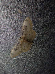 Idaea filicata